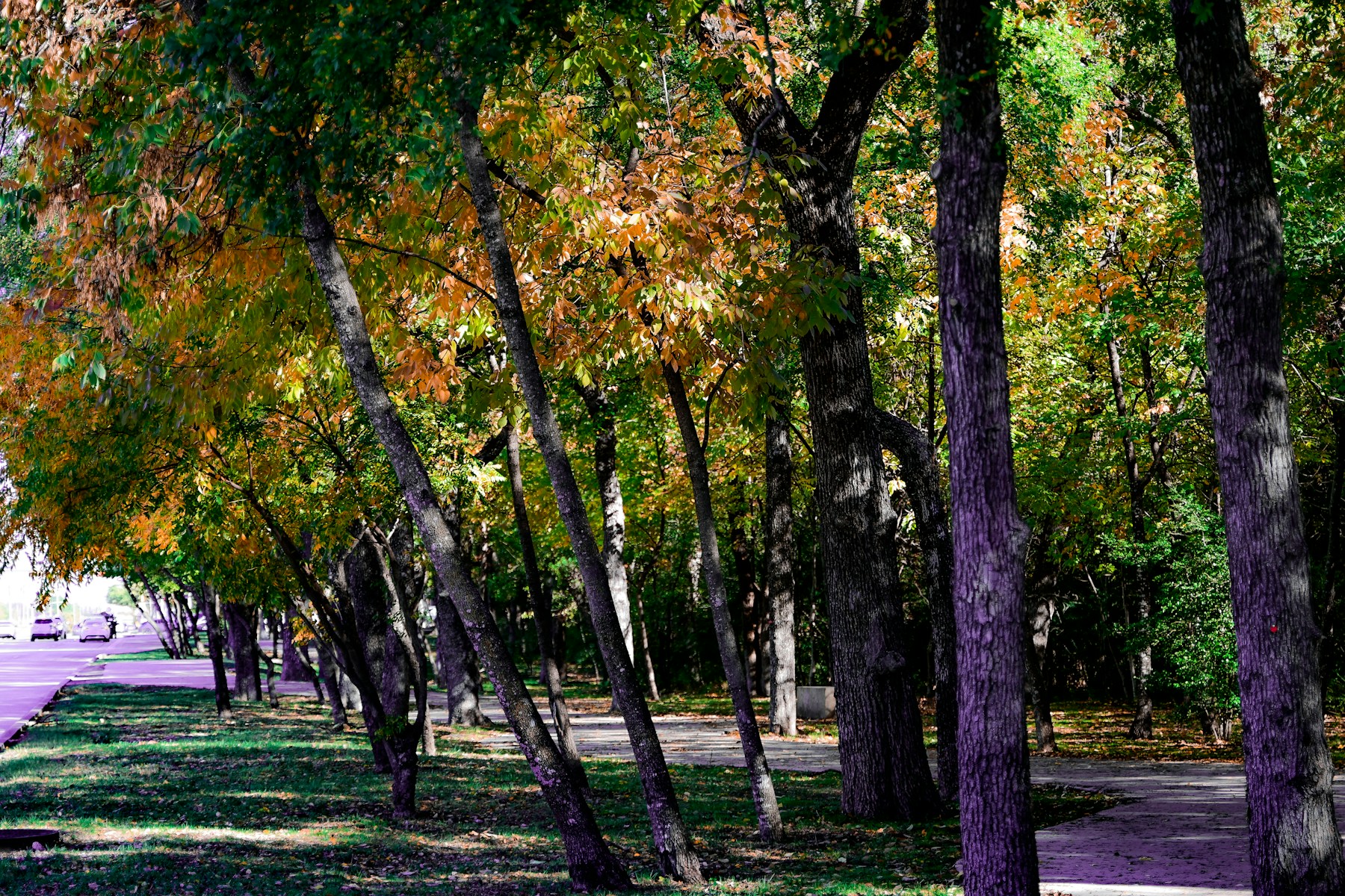 Autumn trees beside a road and path in Richardson, Texas